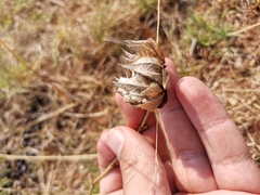 Barleria macrostegia
