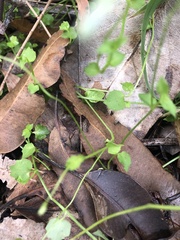 Lobelia quadrangularis