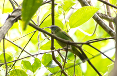 Dacnis cayana