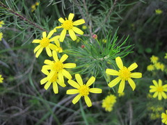 Euryops thunbergii