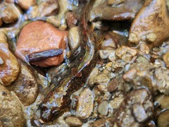 Desmognathus conanti