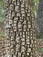 Fraxinus biltmoreana