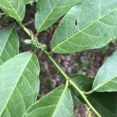 Capparis micracantha