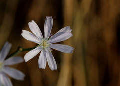 Lactuca inermis