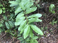 Capparis micracantha