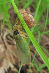Cicadetta montana