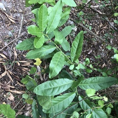 Capparis micracantha