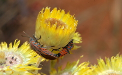Spilostethus rivularis