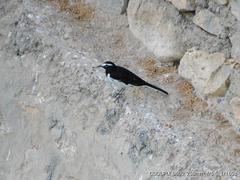 Motacilla maderaspatensis