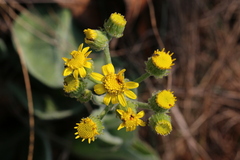 Senecio coronatus