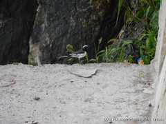 Motacilla maderaspatensis