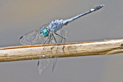 Micrathyria aequalis