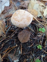 Paralepista gilva