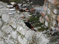 Phoenicurus leucocephalus