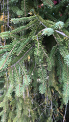 Picea abies