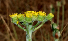 Senecio coronatus
