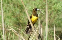 Pseudoleistes virescens