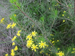 Euryops thunbergii