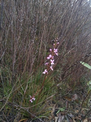 Stylidium lineare