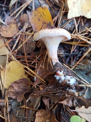 Paralepista gilva