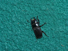 Dorcus