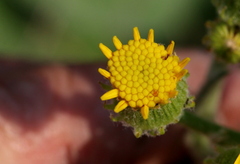 Senecio coronatus