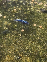 Maylandia zebra