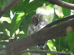 Glaucidium cuculoides