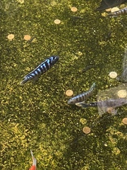 Maylandia zebra