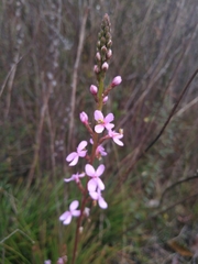 Stylidium lineare