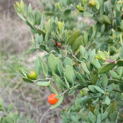 Osyris lanceolata