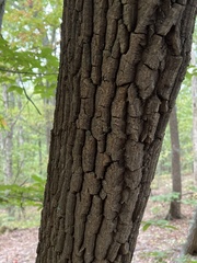 Oxydendrum