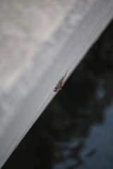 Aratus pisonii