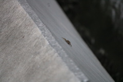 Aratus pisonii