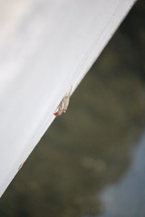 Aratus pisonii