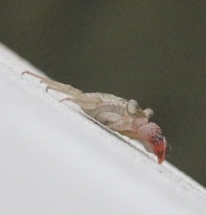 Aratus pisonii