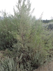Passerina falcifolia