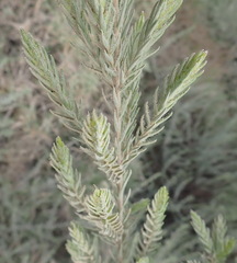Passerina falcifolia
