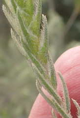 Passerina falcifolia