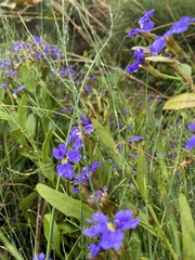 Dampiera stricta