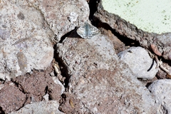 Burnsius communis
