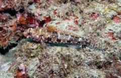 Gobius cruentatus