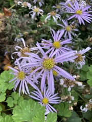 Symphyotrichum laeve