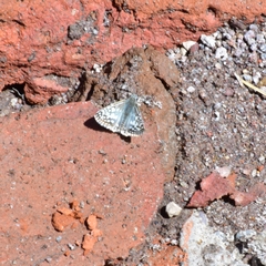Burnsius communis