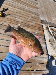 Lutjanus griseus