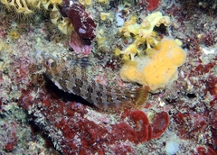 Parablennius gattorugine