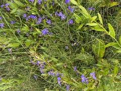 Dampiera stricta