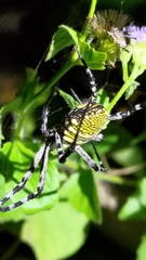 Argiope
