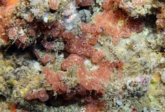 Polysyncraton lacazei
