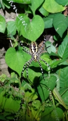 Argiope